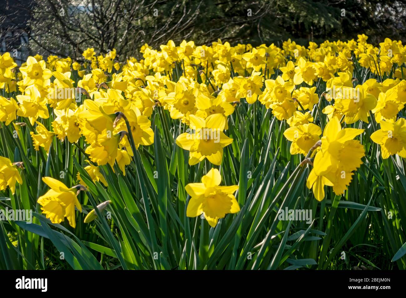 Close up of yellow daffodils flowers flowering in spring England UK United Kingdom GB Great Britain Stock Photo