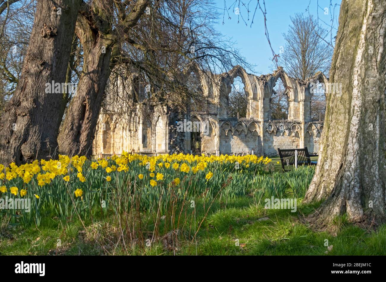 Ruins of St Marys Abbey and daffodils in spring Museum Gardens York North Yorkshire England UK United Kingdom GB Great Britain Stock Photo