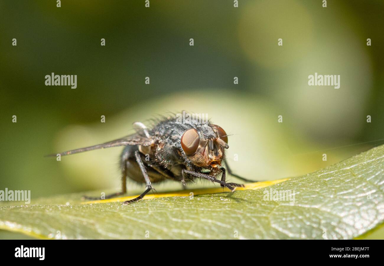 Common flesh fly Stock Photo