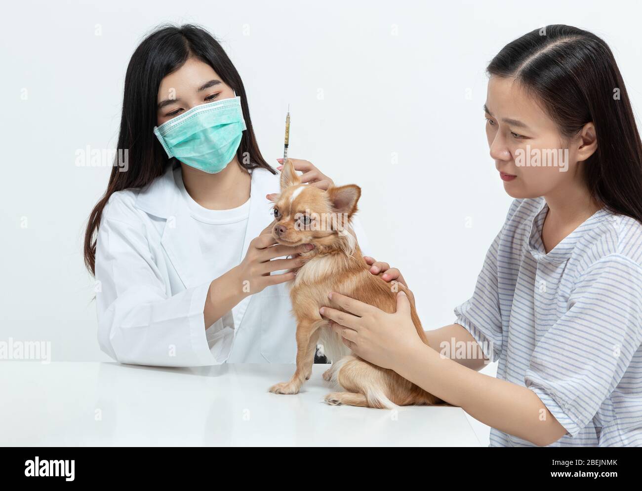 vet doctor is examining the dog and treating it by injecting medicine in clinic with the pet owner next to it. pet care concept Stock Photo