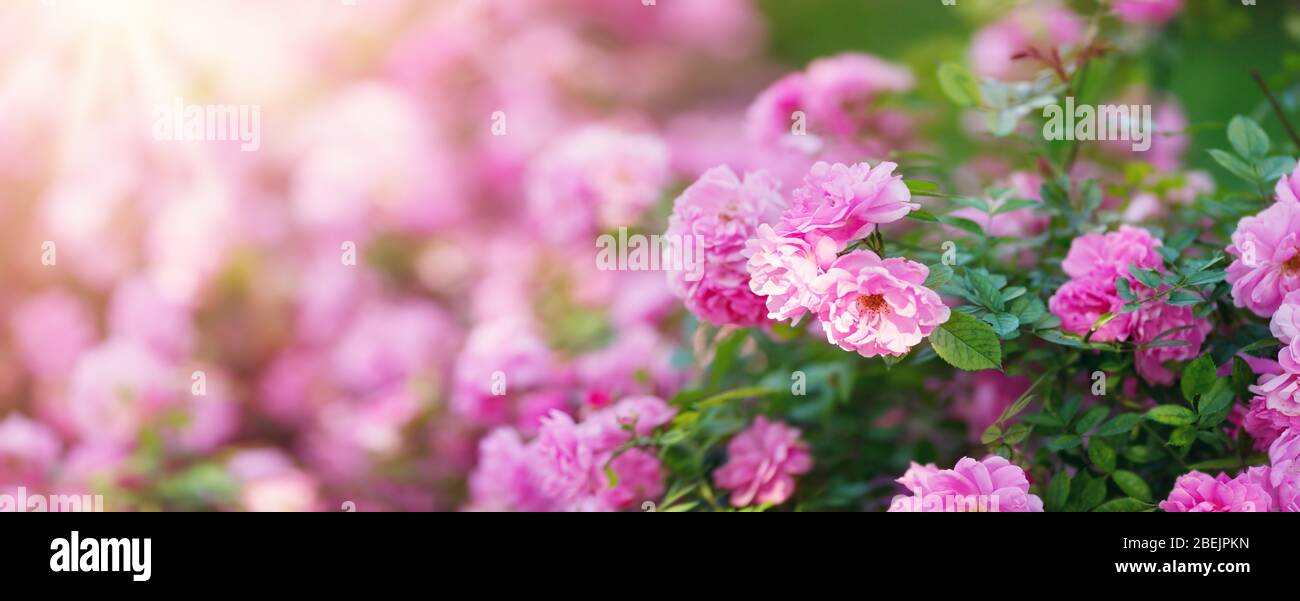 Rose flowers blooming outdoors with spring blossom Stock Photo