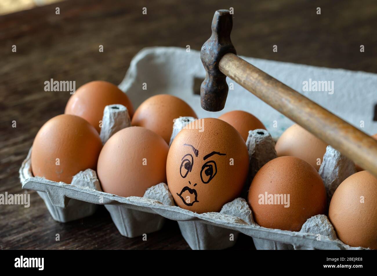 Surprised chicken egg in the tray. A raw chicken egg with a grimace of surprise or indignation in front of a hammer. Angled side view. Close-up. Selec Stock Photo