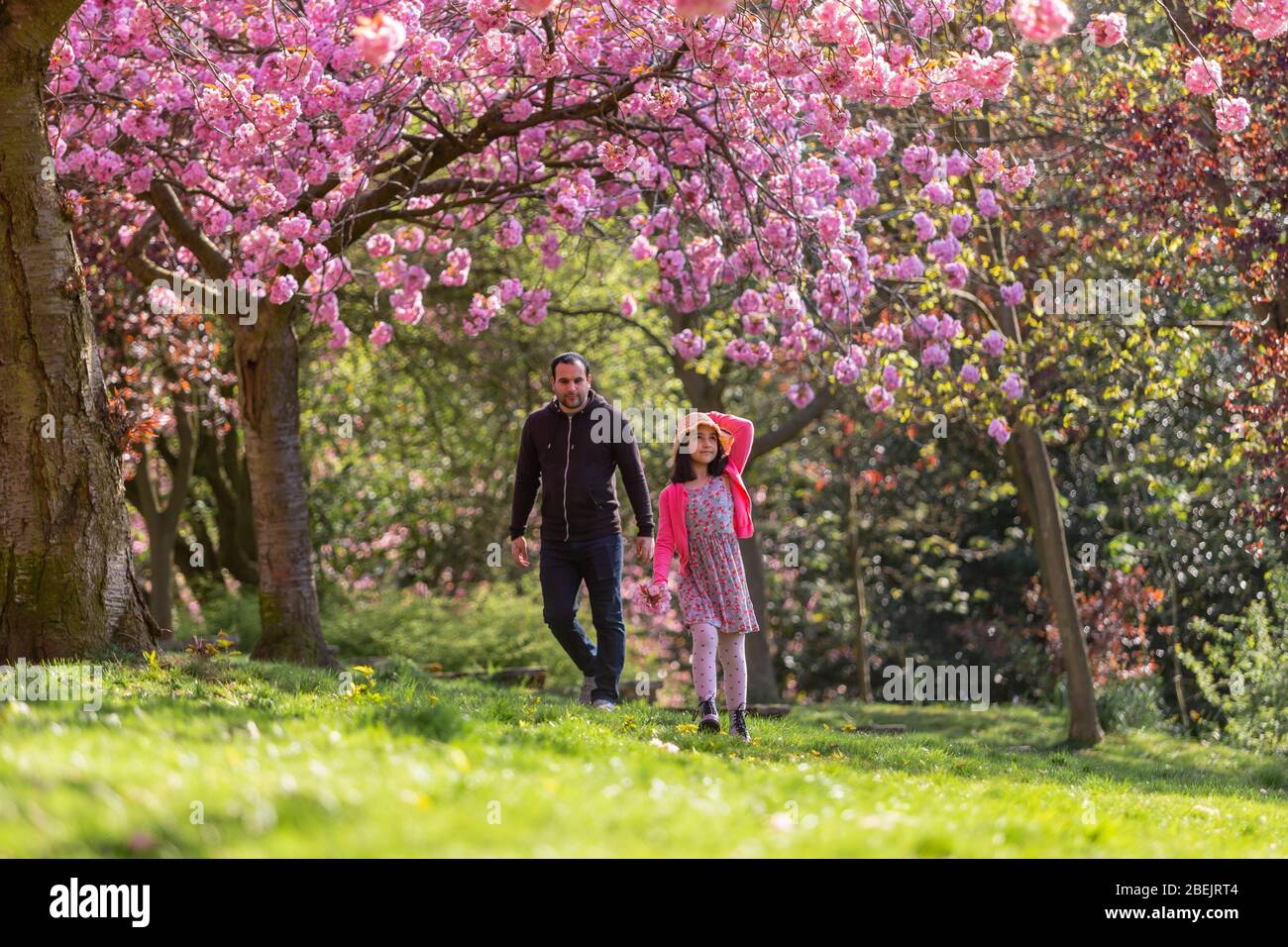Cradley Heath, West Midlands, UK. 14th Apr, 2020. On a fine spring morning, nine-year-old Ellie-May takes her permitted exercise walk in her local park in Cradley Heath in the West Midlands with her dad Martin Hall, where they enjoy the beautiful pink blossom on the trees. Credit: Peter Lopeman/Alamy Live News Stock Photo