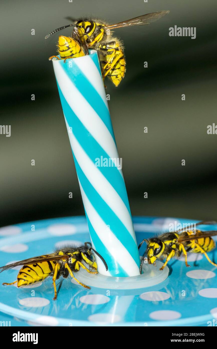 German wasps (Vespula germanica) on drinking straw from Becher, Germany Stock Photo