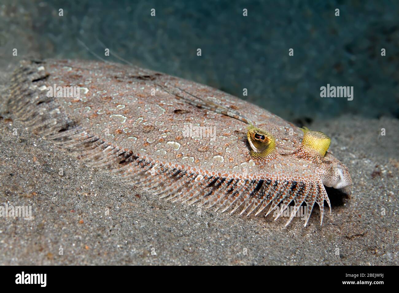 Leopard flounder (Bothus pantherinus), on sandy ground, Red Sea, Jordan Stock Photo