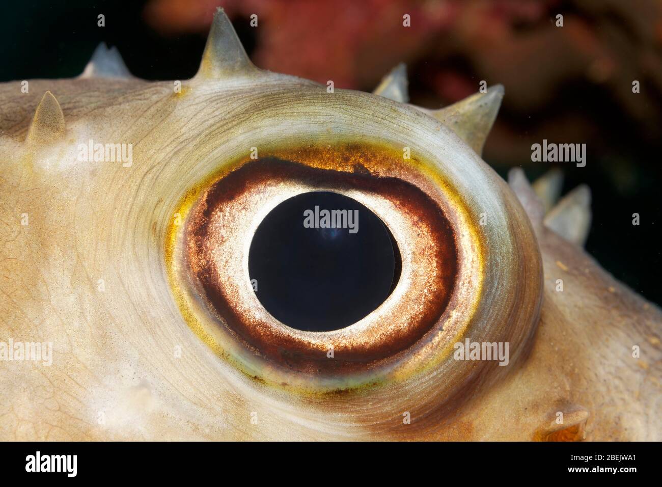 Eye of Spotbase burrfish (Chilomycterus spilostylus), macro photograph, Red Sea, Jordan Stock Photo