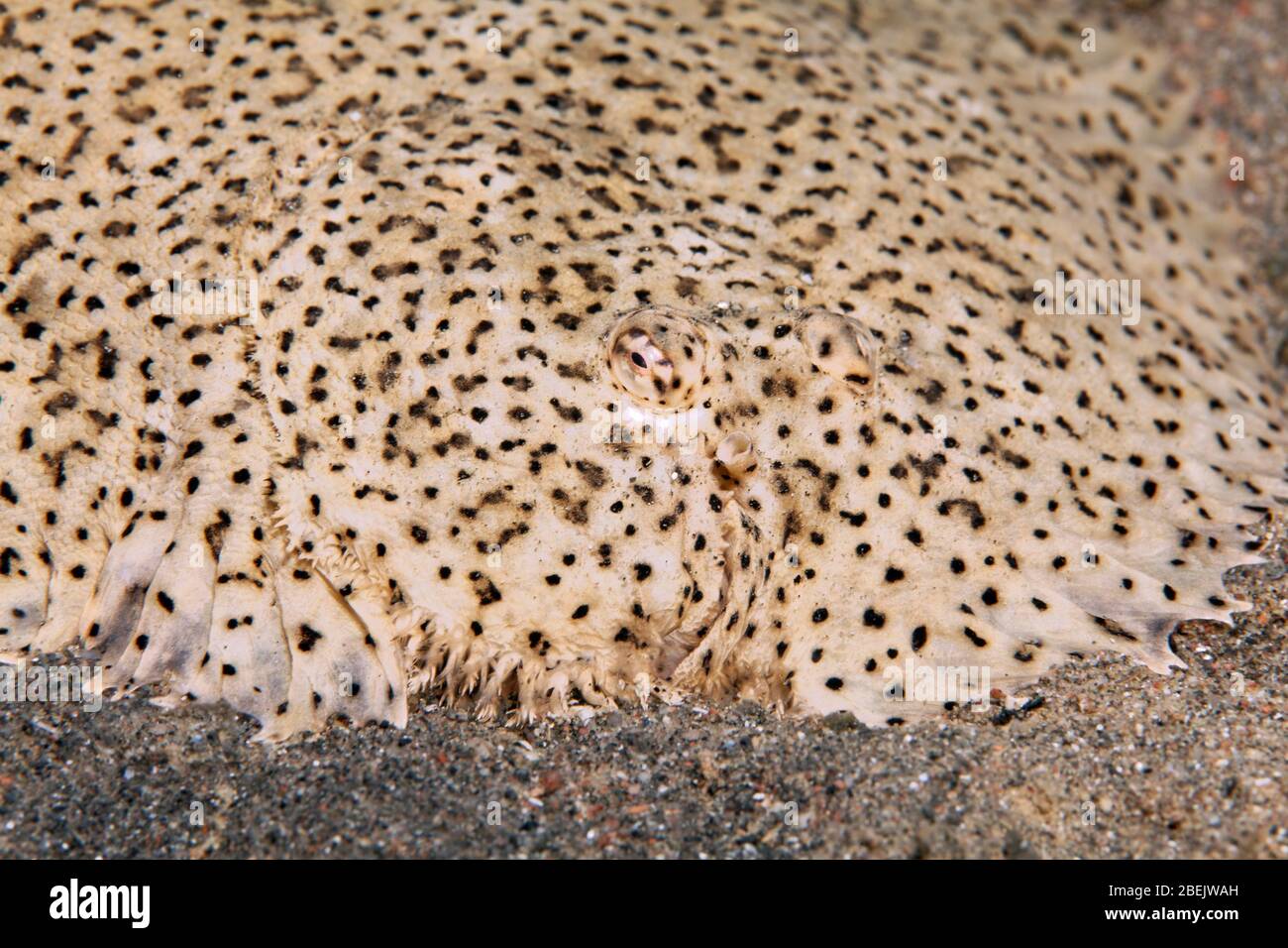 Finless sole (Pardachirus marmoratus) is located on sandy ground, Red Sea, Jordan Stock Photo