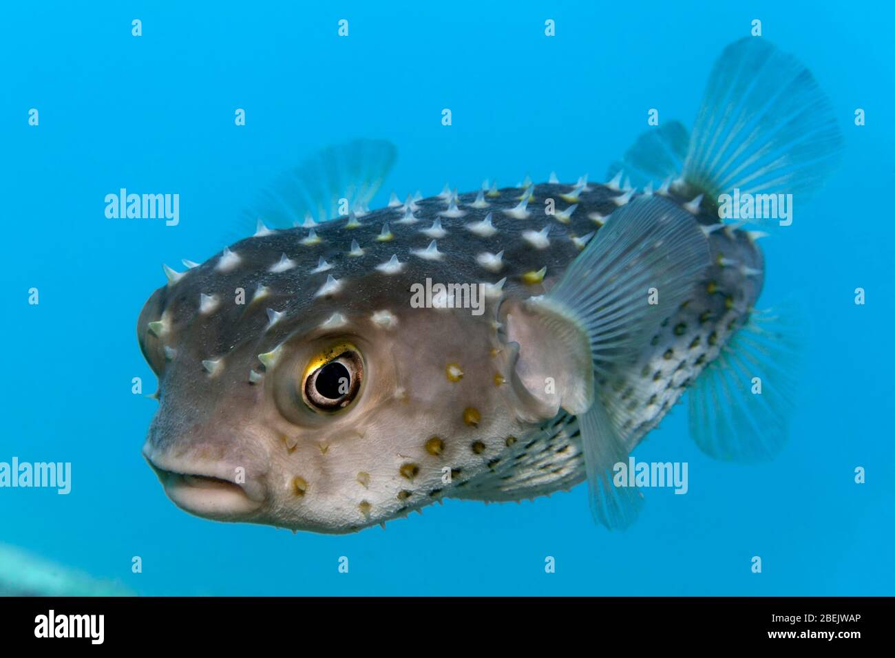 Spotbase burrfish (Chilomycterus spilostylus), Red Sea, Jordan Stock Photo