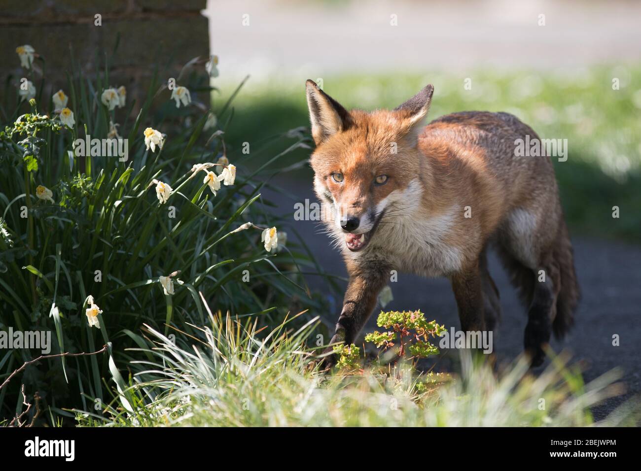 A fox patrols the streets of Brentwood, Essex, UK. Foxes are now common in urban areas in the United Kingdom. Stock Photo