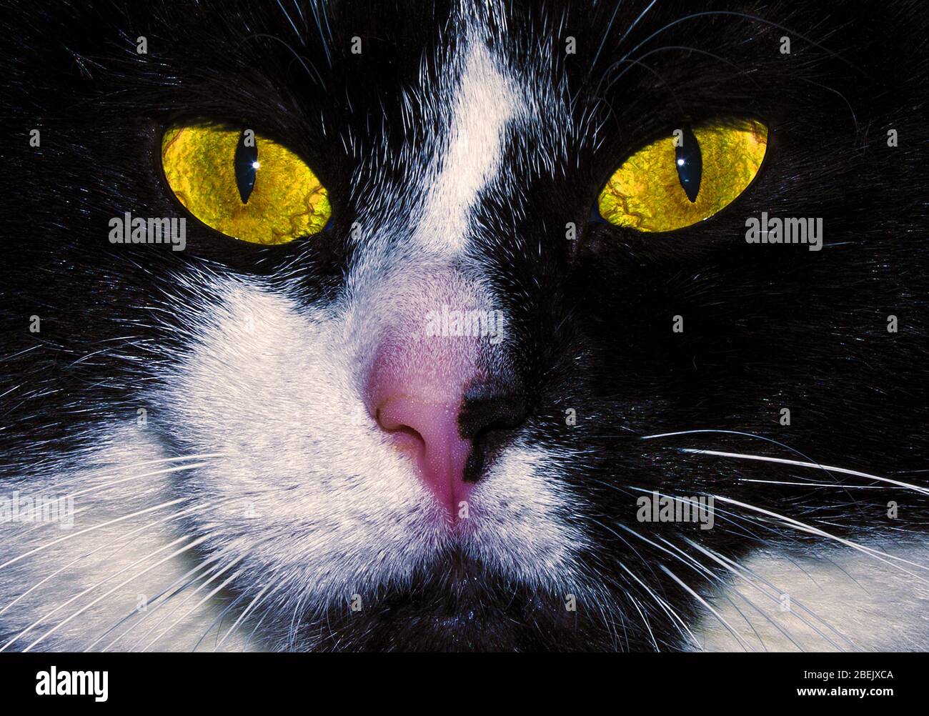 Cat closeup Stock Photo