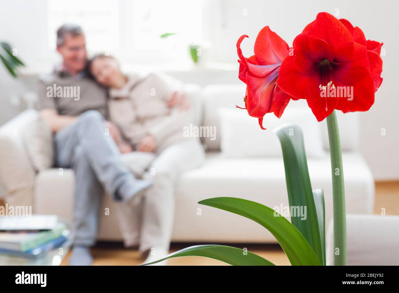 Happy mature couple on a couch in a living room at home - focus on the red amaryllis flower in the foreground Stock Photo
