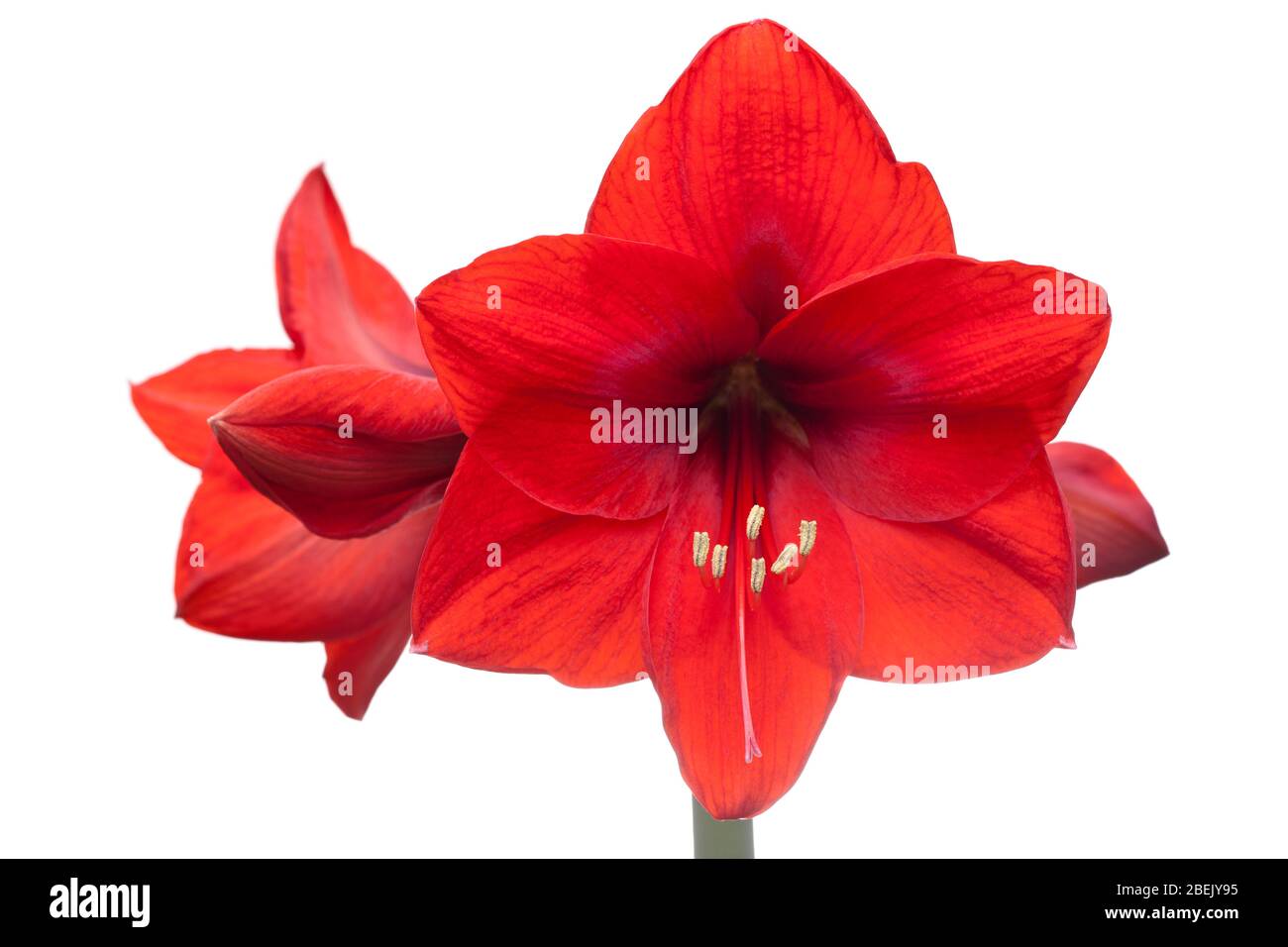 Close-up of a red amaryllis with four blossoms isolated on white background - selective focus Stock Photo
