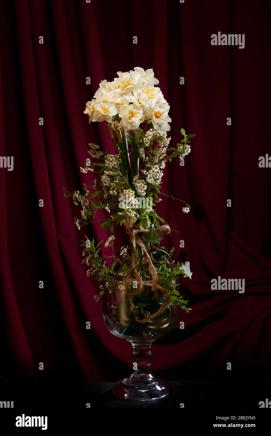Daffodils and spirea Bridal veil/bush display in vase with dark
