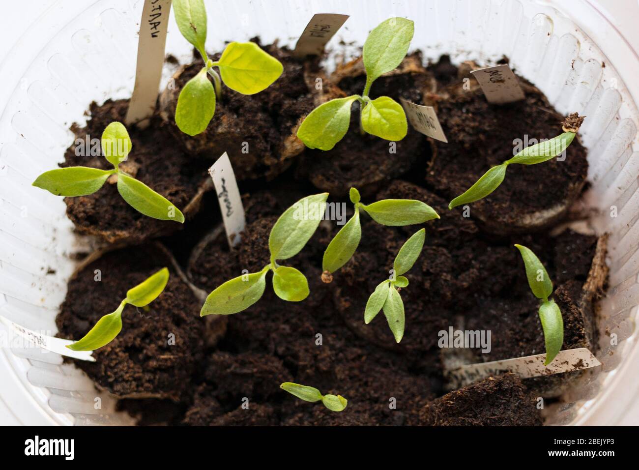 Download Top View Young Eggplant Sprouts Seedlings In Plastic Box On White Background Stock Photo Alamy Yellowimages Mockups