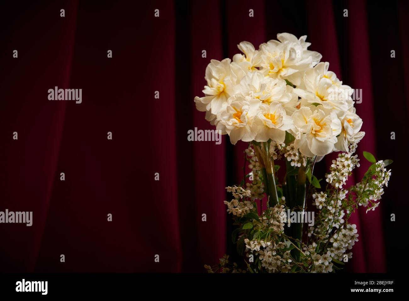Daffodils and spirea Bridal veil/bush display in vase with dark