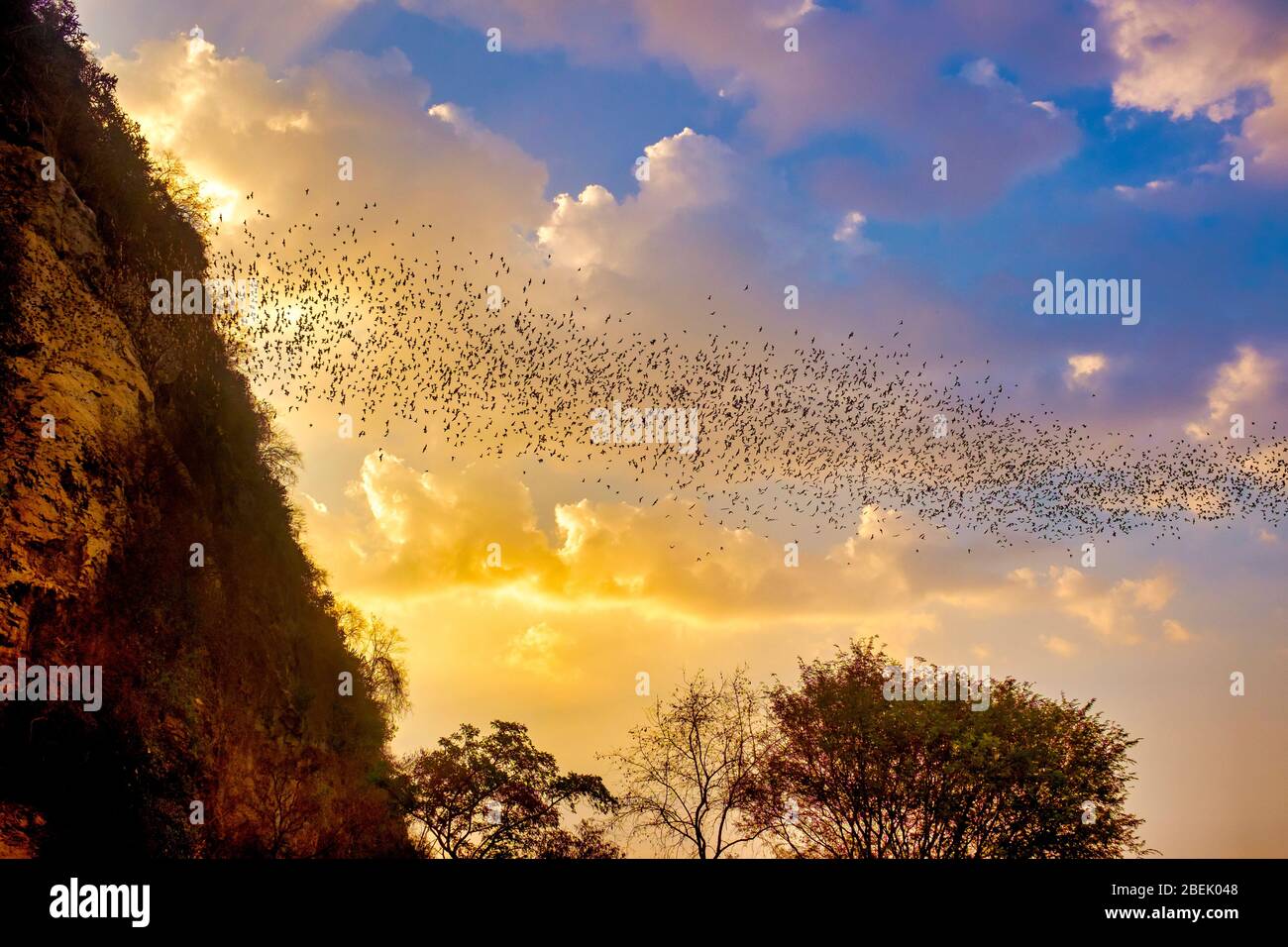 Colony of Wrinkle-lipped free-tailed bats (Chaerephon plicatus) coming out from a cave in Phnom Sampeau, Battambang, Cambodia Stock Photo