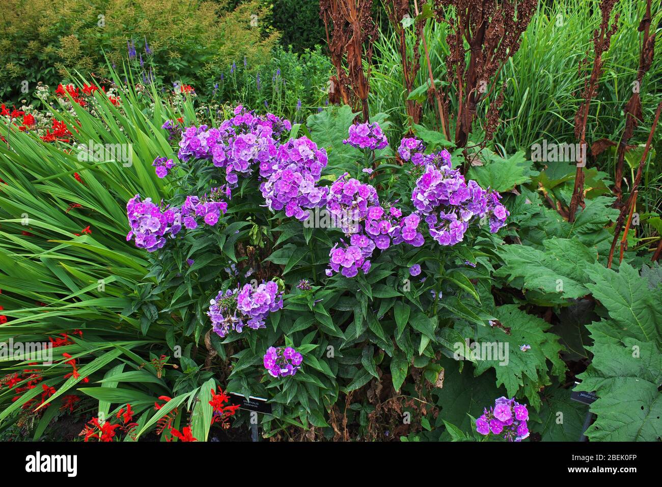 Flowers in Powerscourt Gardens and House, Dublin, Ireland Stock Photo