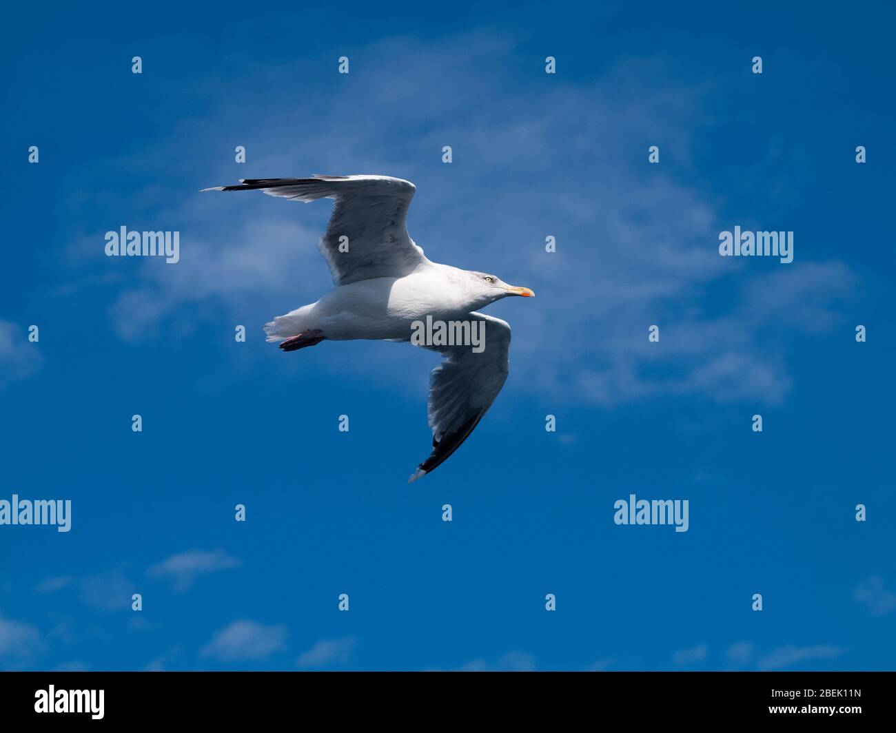 Seagull in flight. Stock Photo