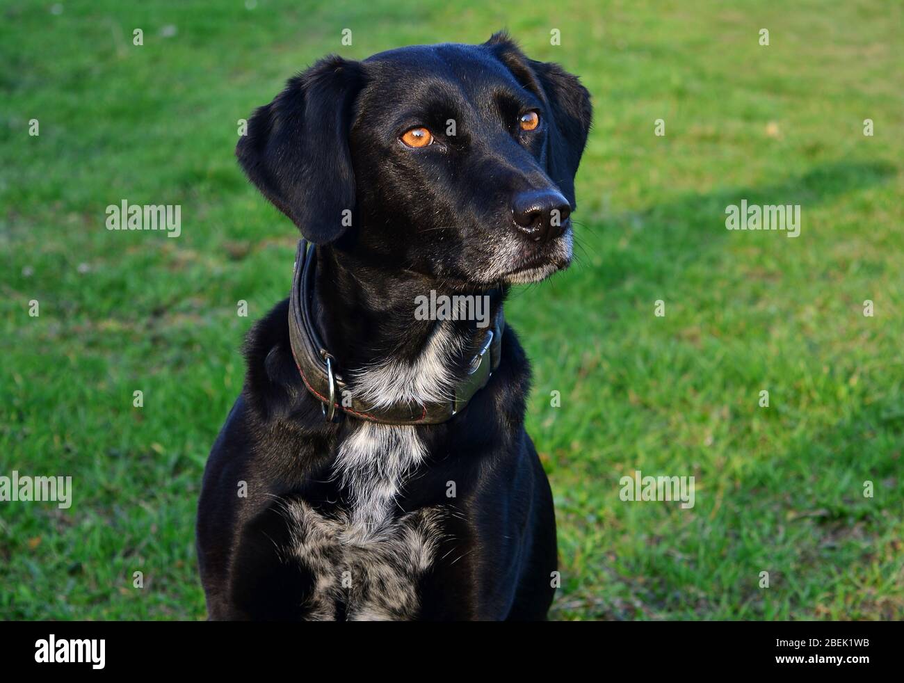 Cute and handsome dog Stock Photo - Alamy