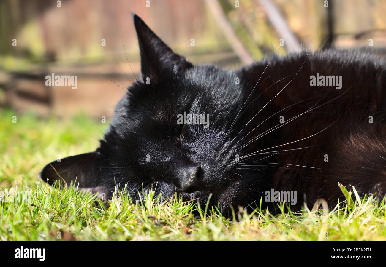 https://c8.alamy.com/comp/2BEK2FN/a-black-cat-sleeping-in-the-sunshine-2BEK2FN.jpg