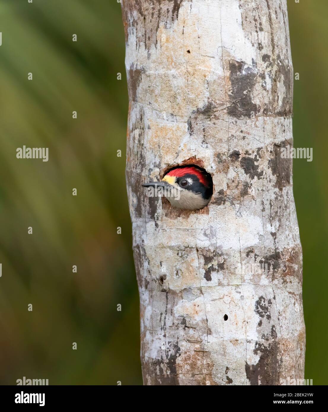 Black-cheeked Woodpecker, (Melanerpes pucherani) nesting in a tree in the jungles of Costa Rica. Stock Photo