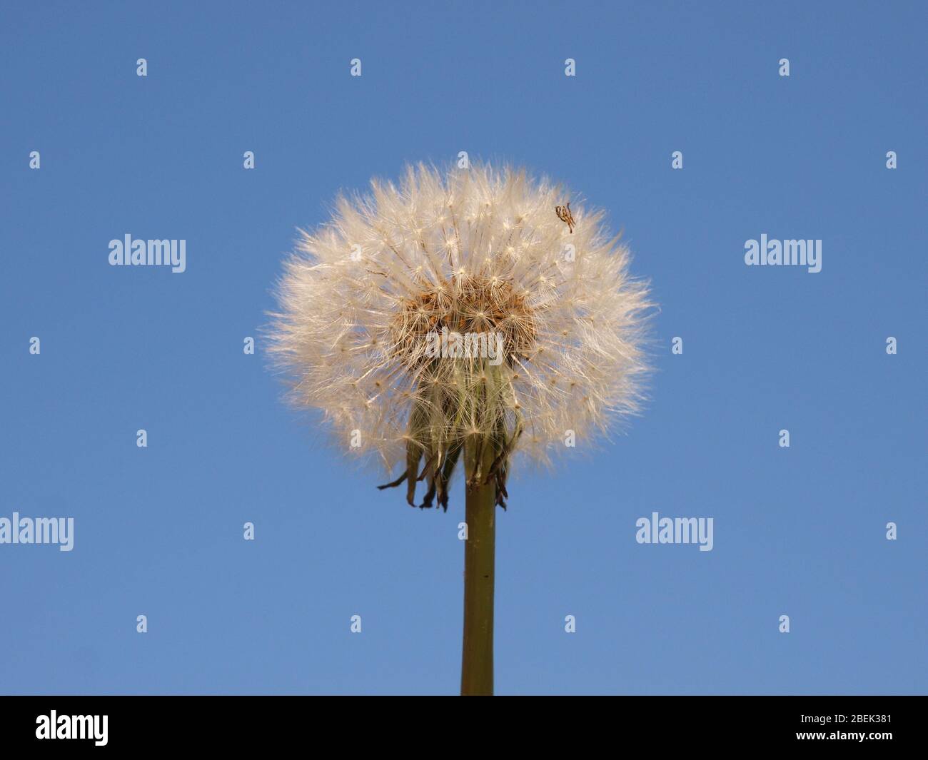 Dandelion seed head against blue sky Stock Photo
