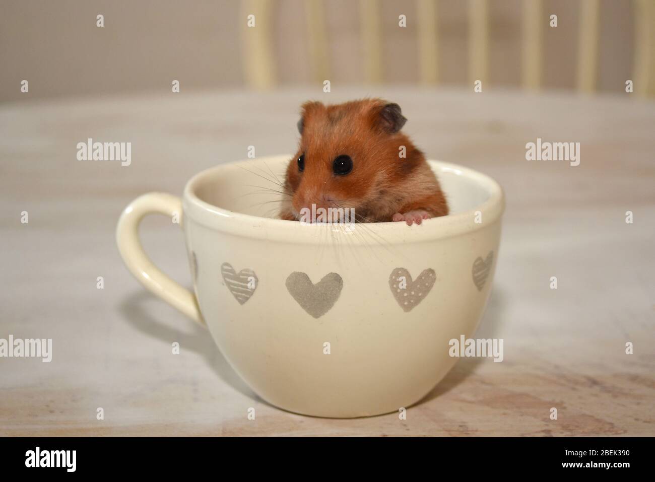 Hamster in a tea cup Stock Photo