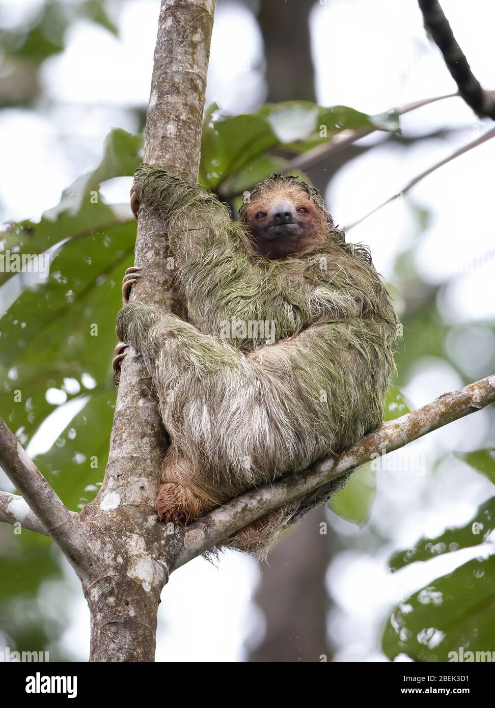 Three-toed sloth (Bradypus) sitting in a tree in the tropical jungles of  Costa Rica Stock Photo - Alamy