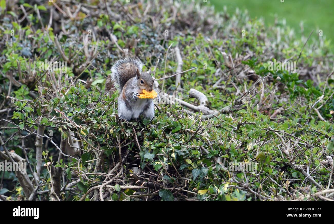 Squirrel in garden eating a macaron Stock Photo