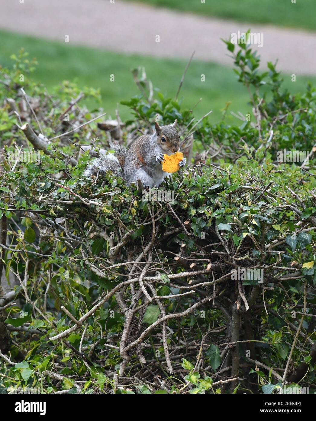 Squirrel in garden eating a macaron Stock Photo