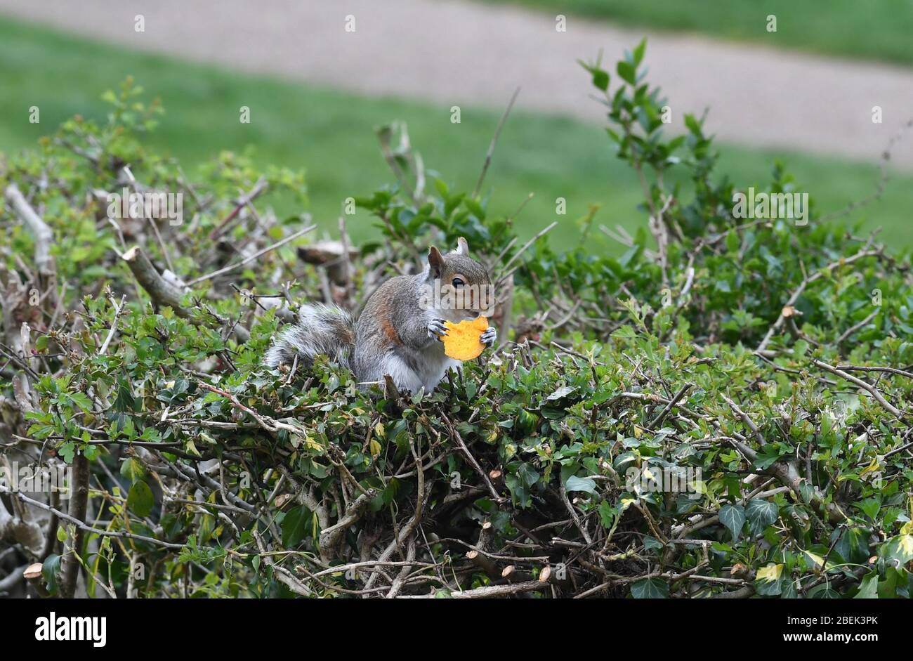 Squirrel in garden eating a macaron Stock Photo