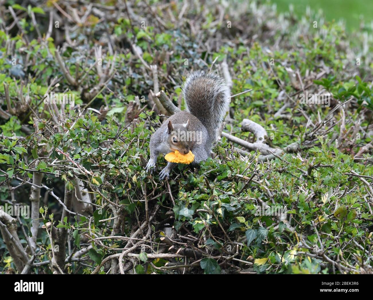 Squirrel in garden eating a macaron Stock Photo