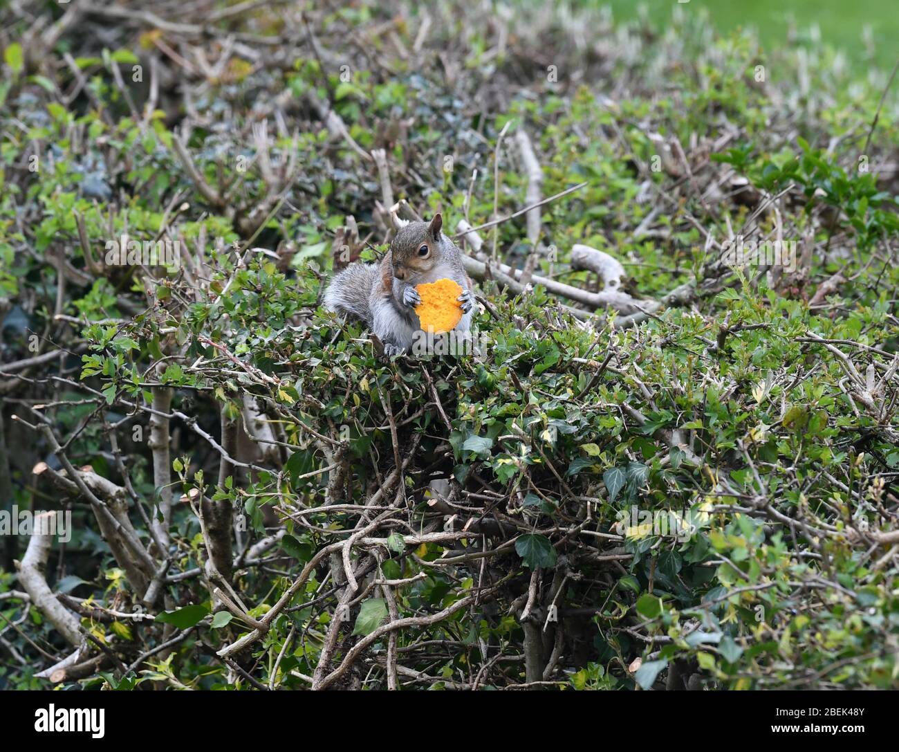 Squirrel in garden eating a macaron Stock Photo