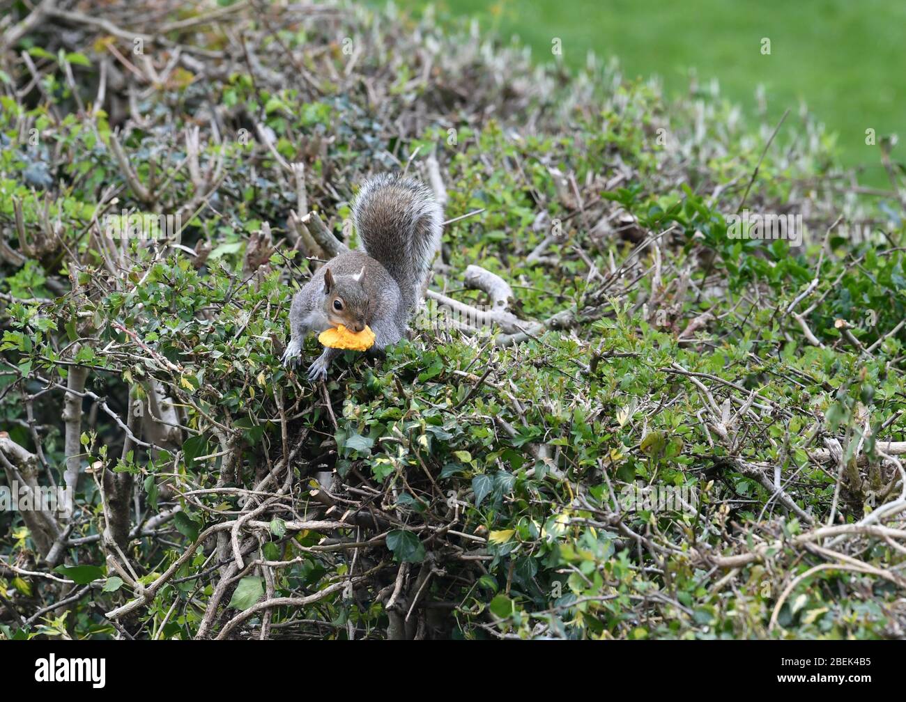 Squirrel in garden eating a macaron Stock Photo