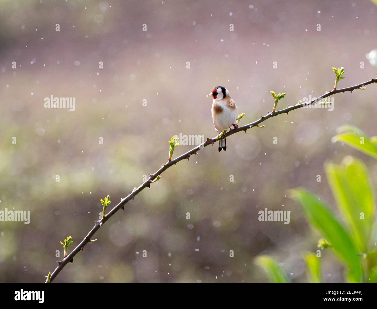 Goldfinch nest uk hi-res stock photography and images - Alamy