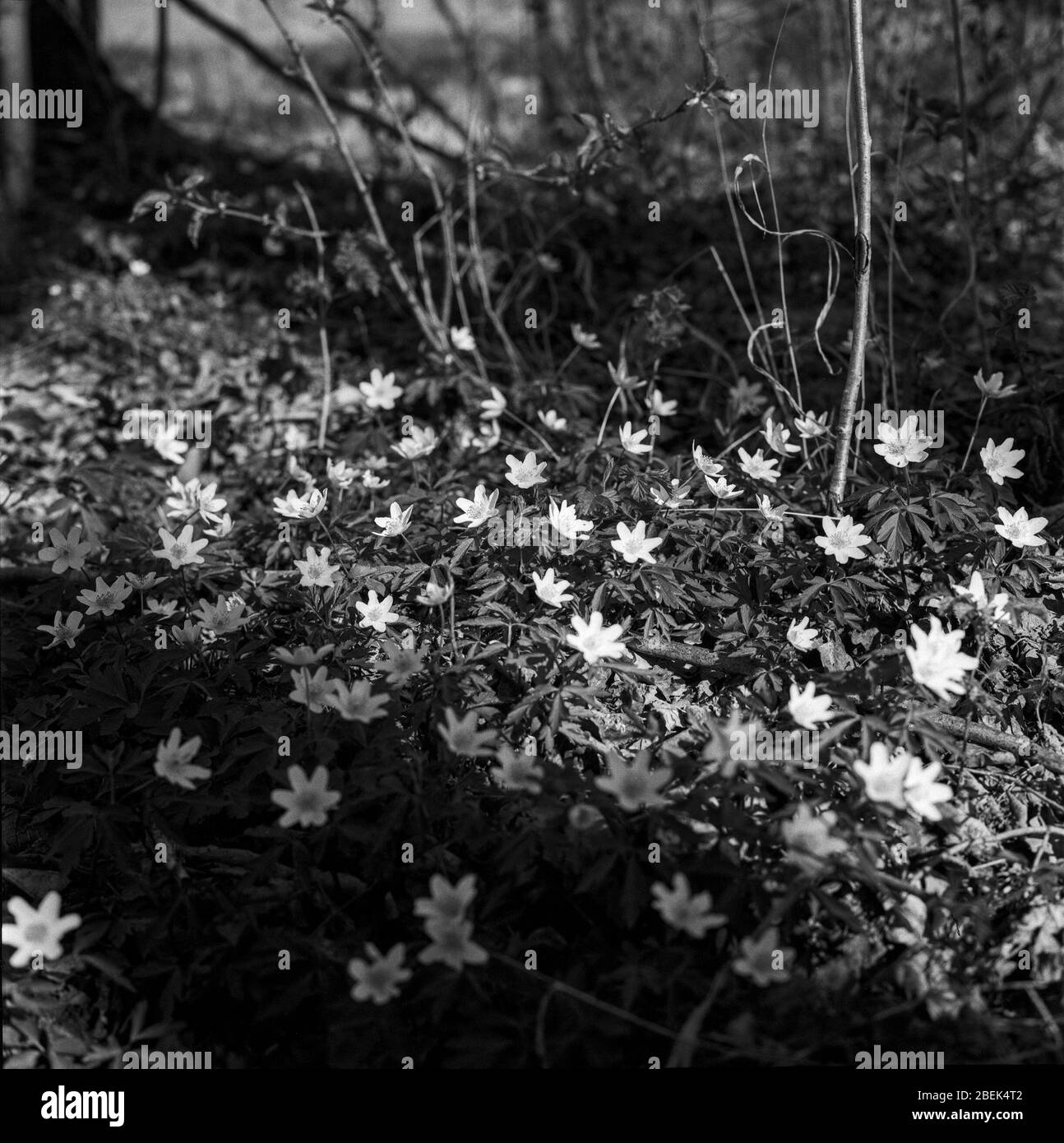 Closeup of wood anemones in a park in Switzerland, shot with analogue black and white film technique Stock Photo