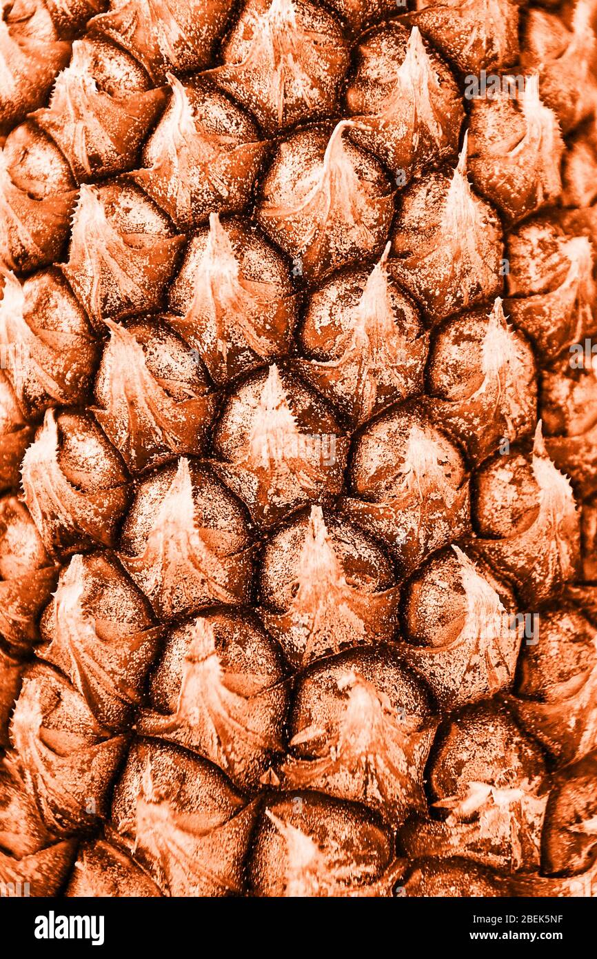 Pineapple texture pattern. Natural exotic fruit Stock Photo - Alamy