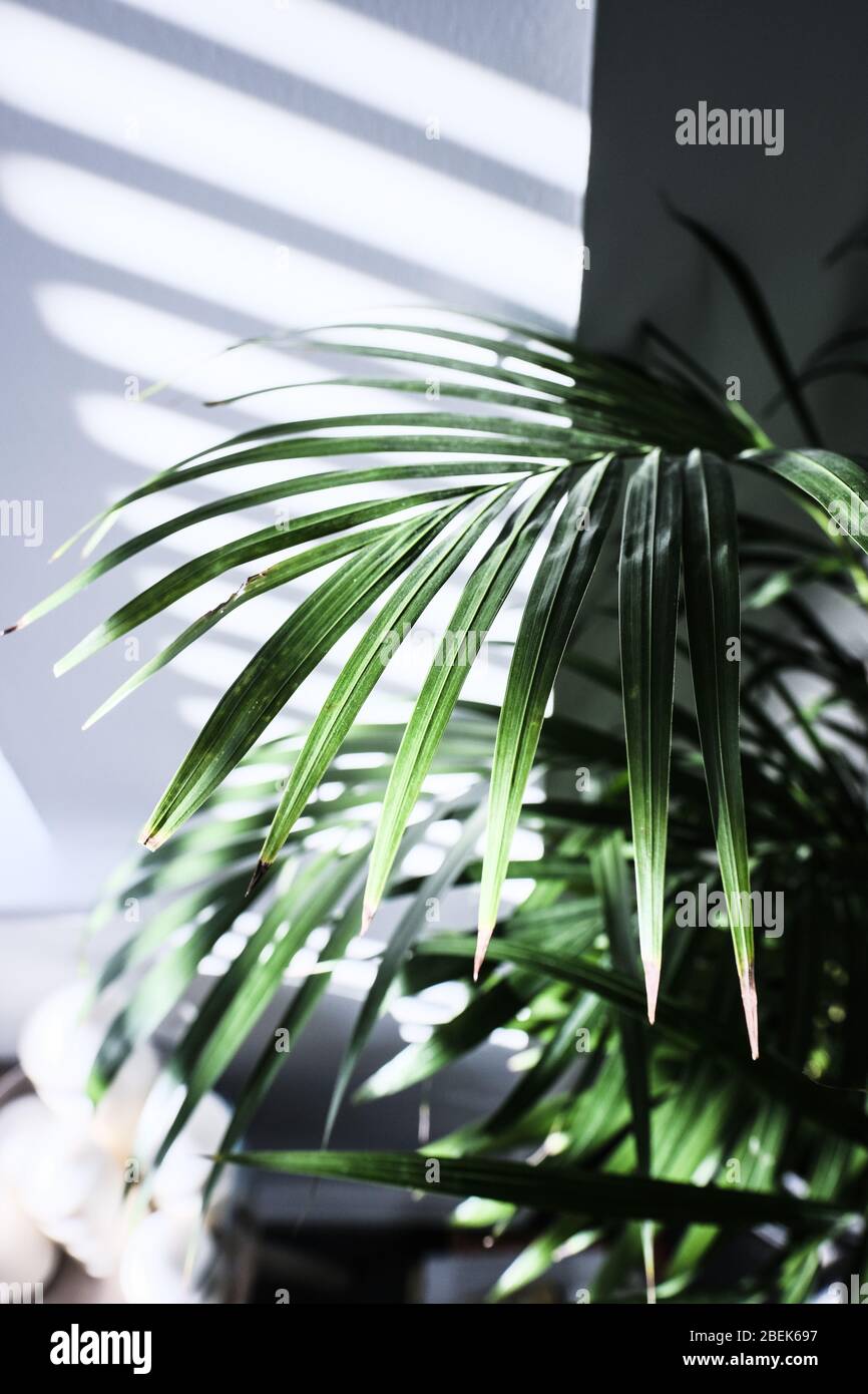 House plant in the afternoon light with shadows Stock Photo