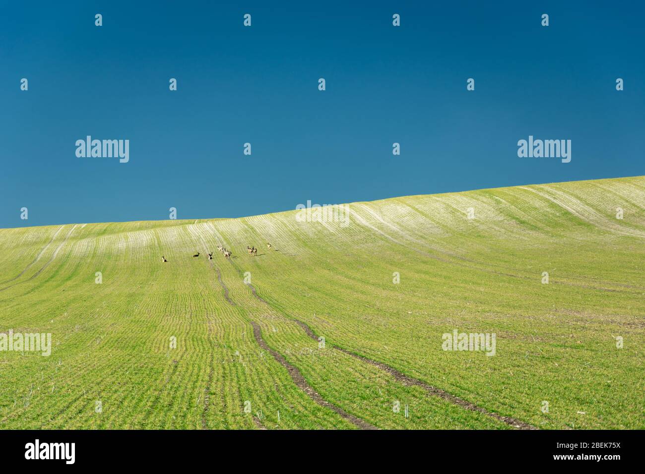Beautiful landscape of green hilly field, horizon and blue sky, sunny spring day Stock Photo