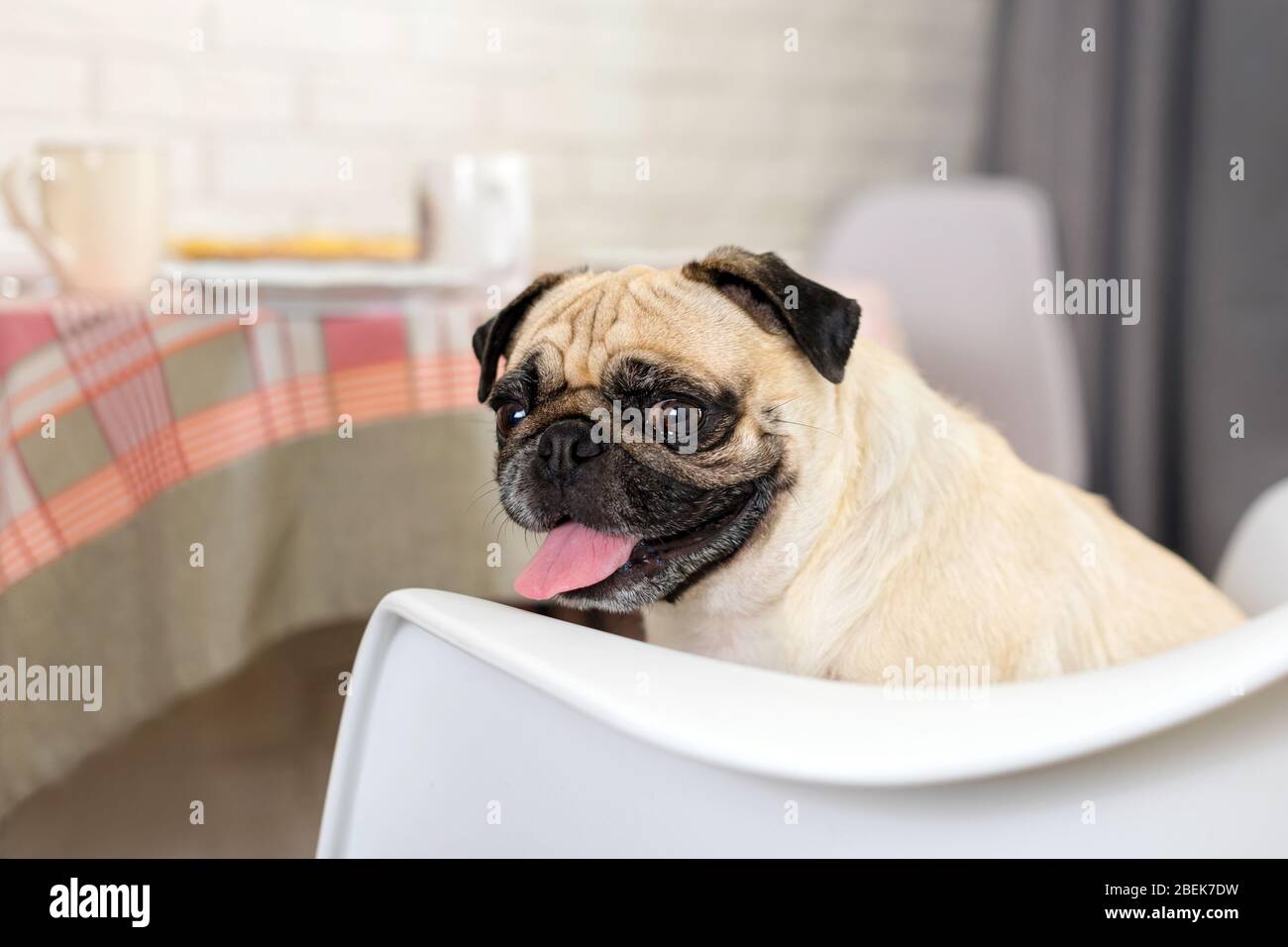 Pug dog sitting on a chair and waiting for food in the kitchen Stock ...