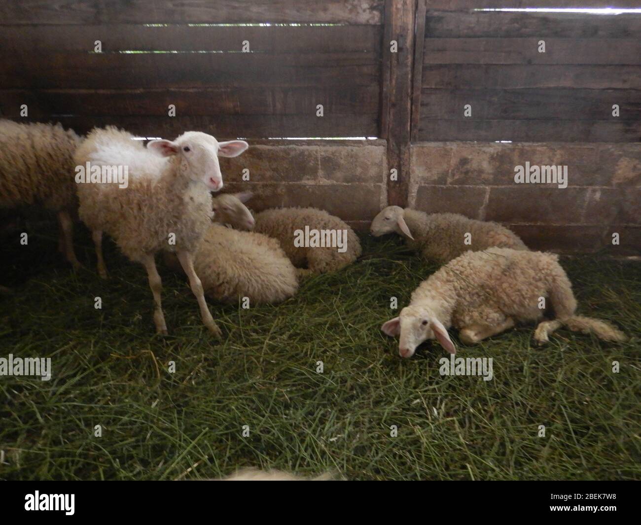 A flock of sheep in a stable Stock Photo