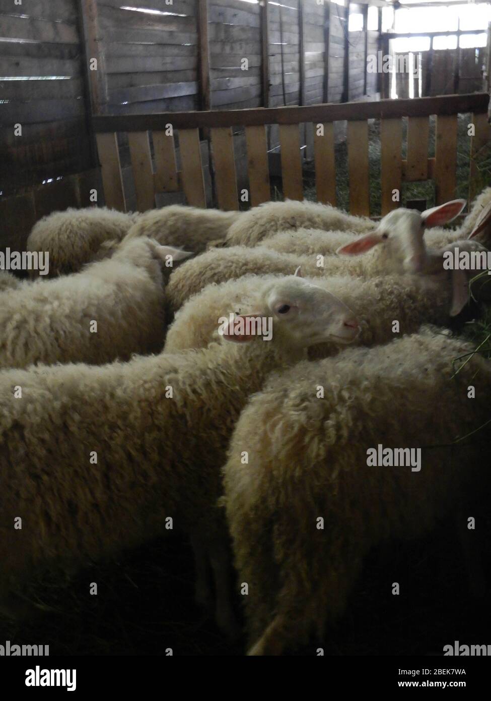 A flock of sheep in a stable Stock Photo