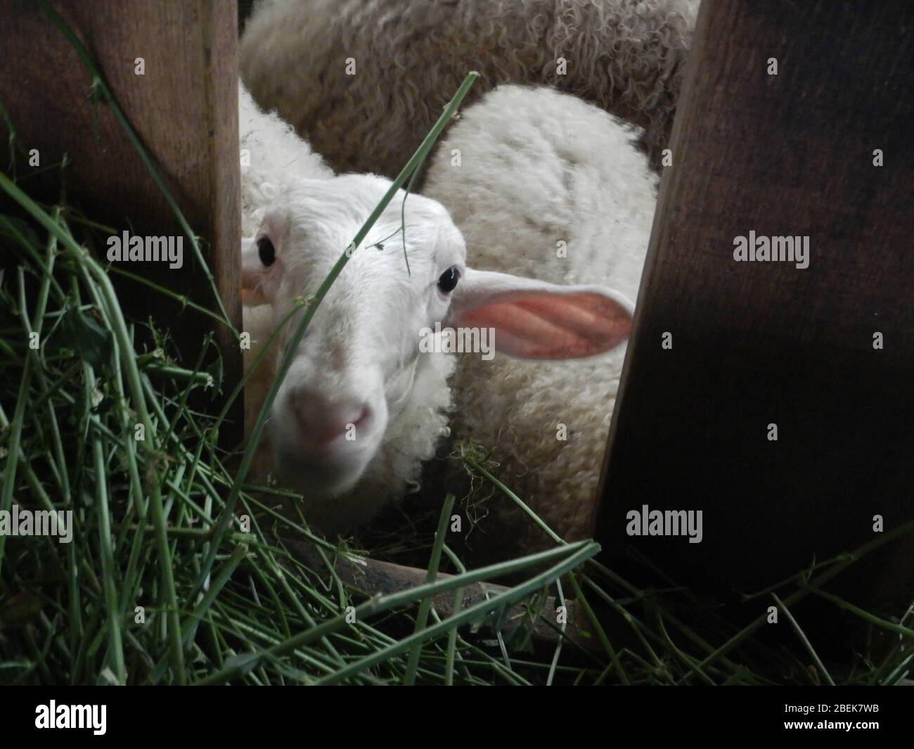 A dairy sheep in the stable Stock Photo