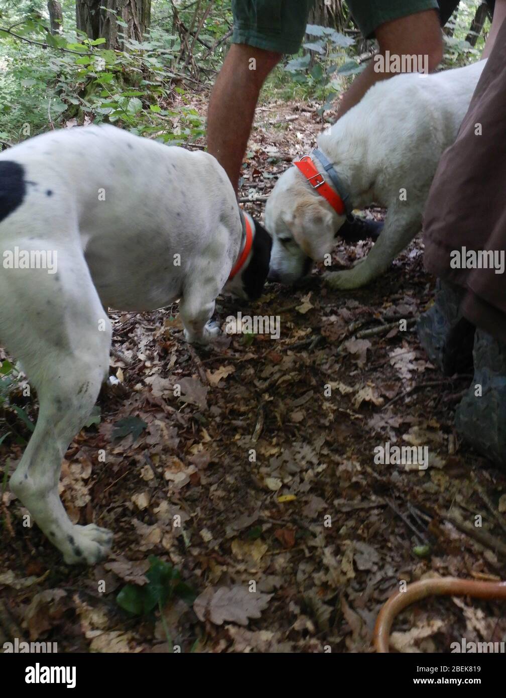 Truffles dog is looking for truffle in the Langhe, Piedmony Italy