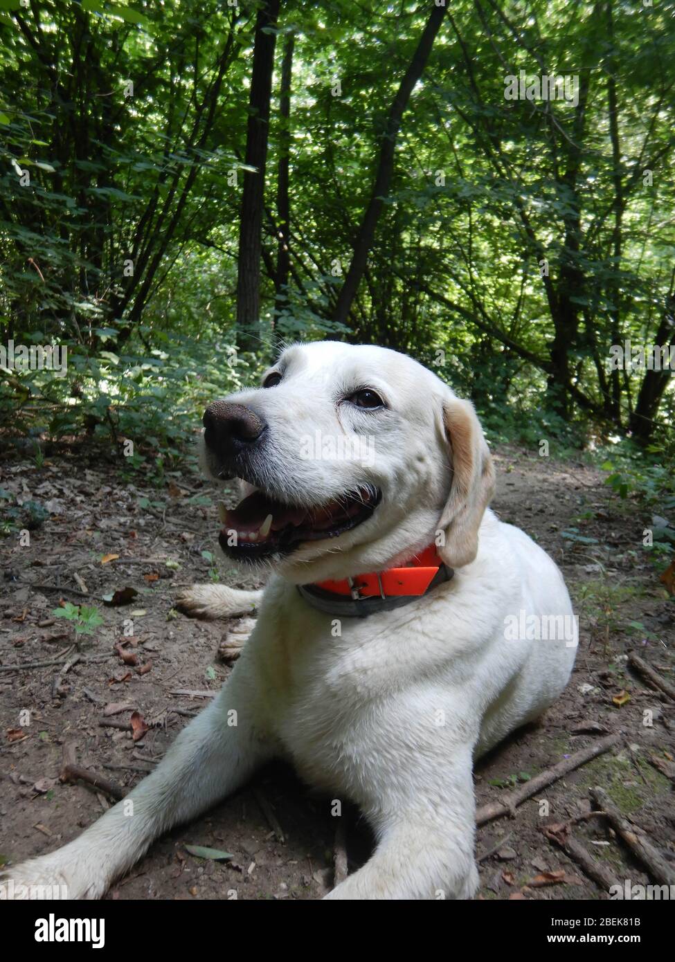 Dog truffle hunting hires stock photography and images Alamy