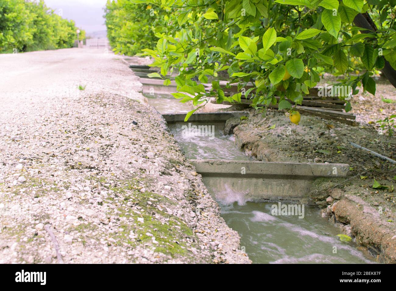 Flood irrigation through an irrigation ditch at agricultural plantation