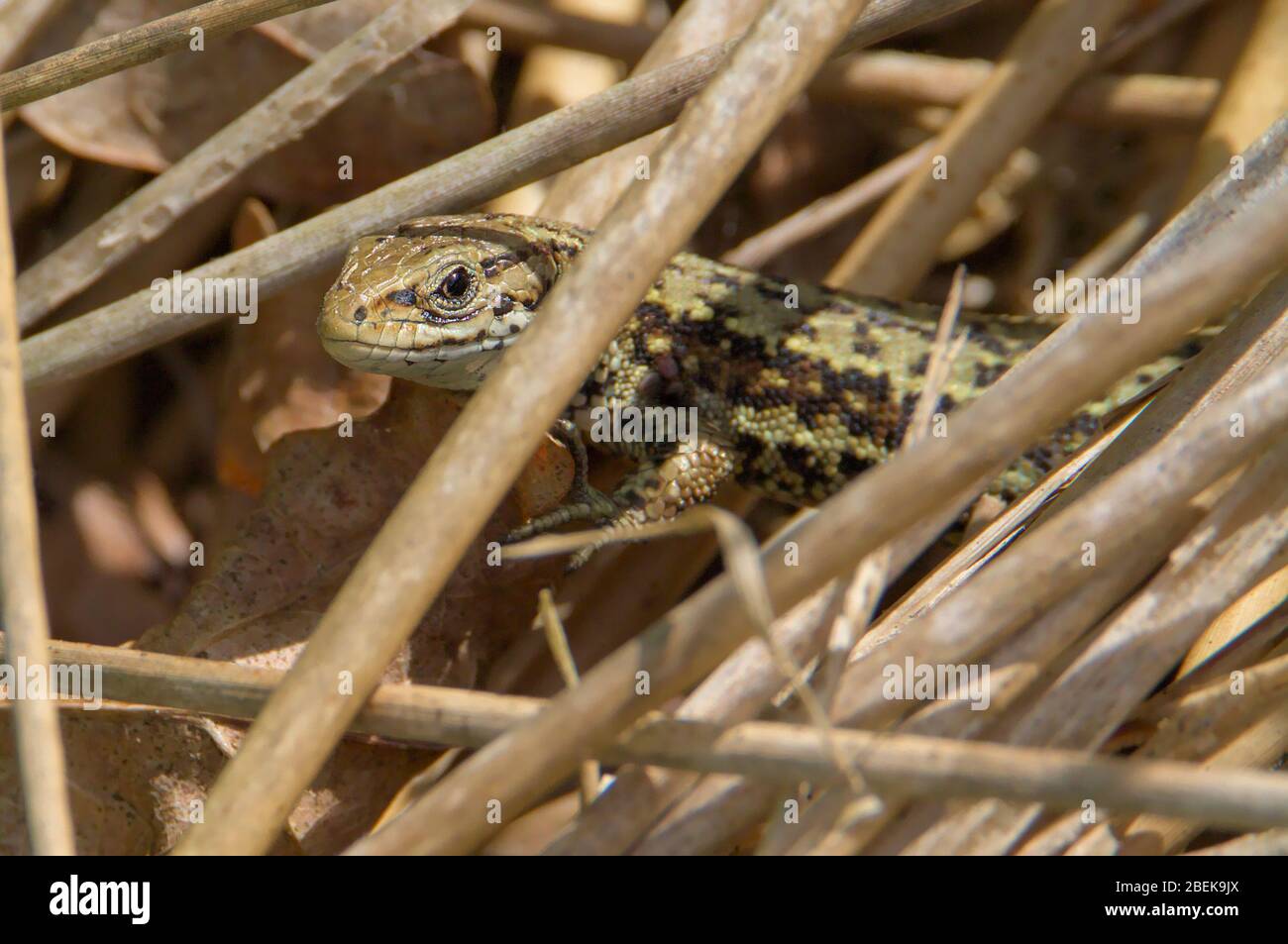 A Common Lizard, Zootoca vivipara Peeking Out From Among A Group Of Reeds. Taken at Hengistbury Head UK Stock Photo