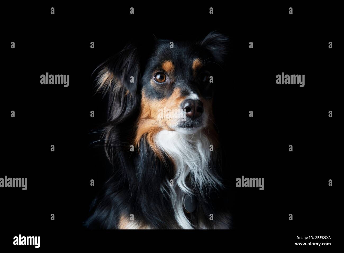 Black tri mini american shepherd portrait on black. Stock Photo