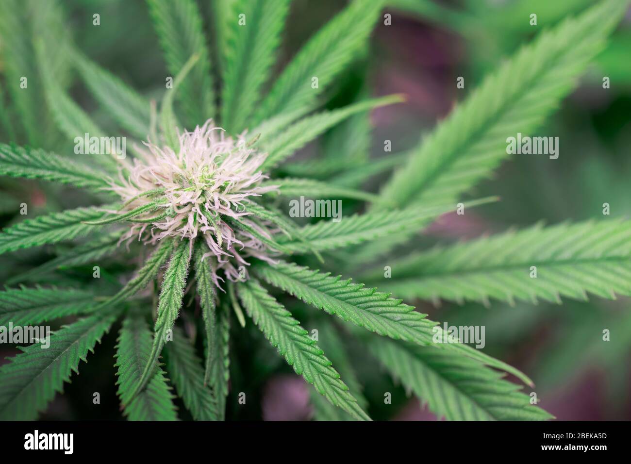 Close up green marijuana hi-res stock photography and images - Alamy