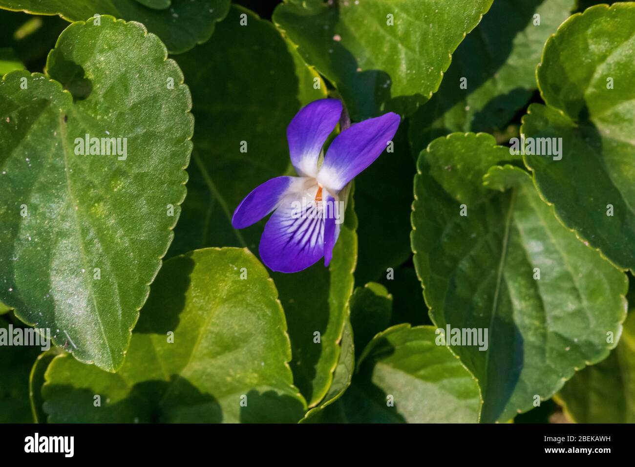 Viola odorata,  Wild Violet Flower Stock Photo